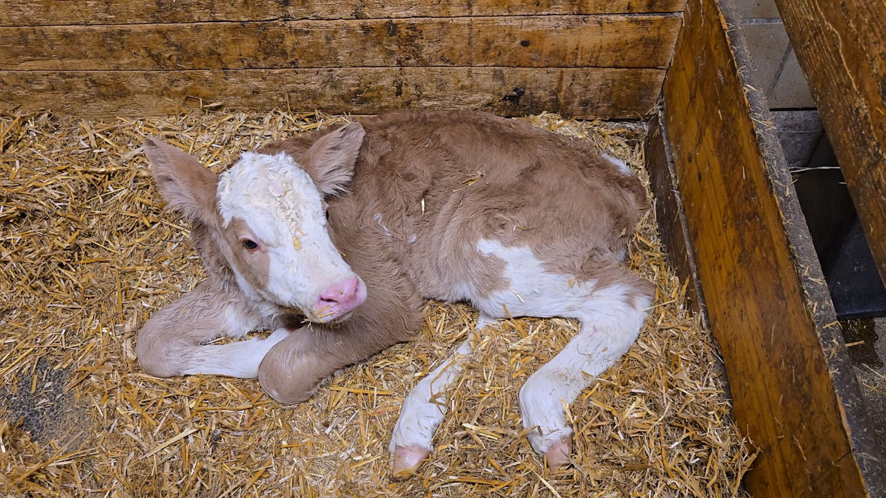 Ausschnitte aus dem Stall vom Bichl-Hof