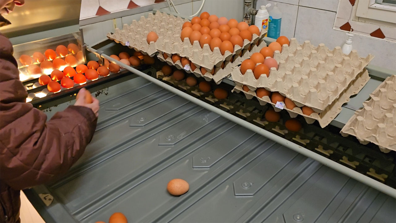 Andrea beim Putzen und Sortieren der Eier am Ramitzl-Hof